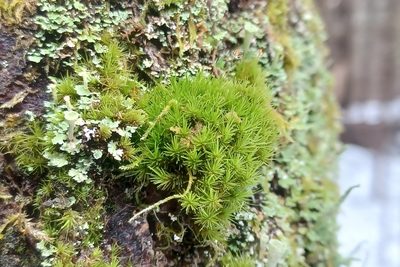 Dicranum viride, photographed by Quinten Wiegersma