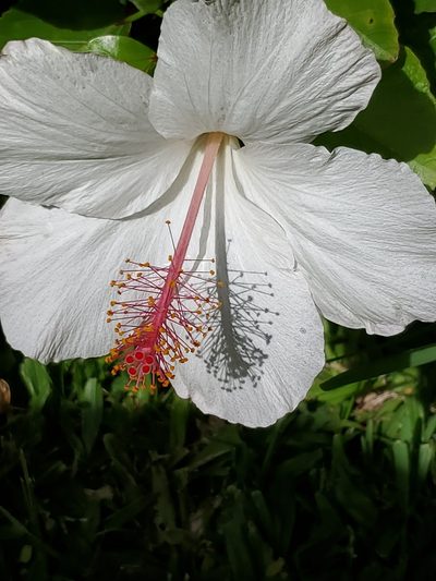 Hibiscus arnottianus, photographed by John Gaskin