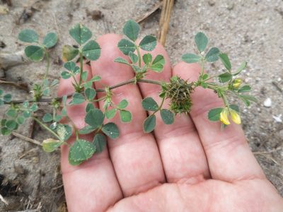 Medicago truncatula, photographed by Tim Johnson