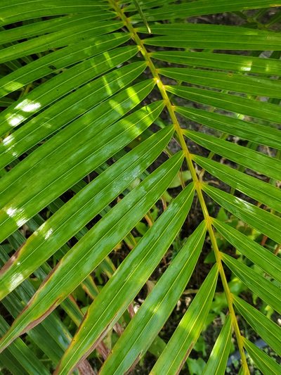 Chrysalidocarpus lutescens, photographed by John Gaskin