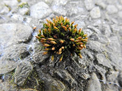 Orthotrichum anomalum, photographed by Susan Marley