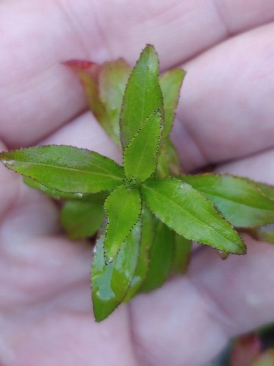 Hypericum glandulosum, photographed by Vítor Jorge