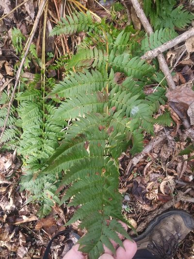 Dryopteris celsa, photographed by Chris Hoess