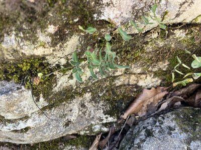 Pellaea atropurpurea, photographed by Brian Finzel