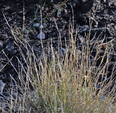 Aristida mendocina, photographed by Hugo Hulsberg