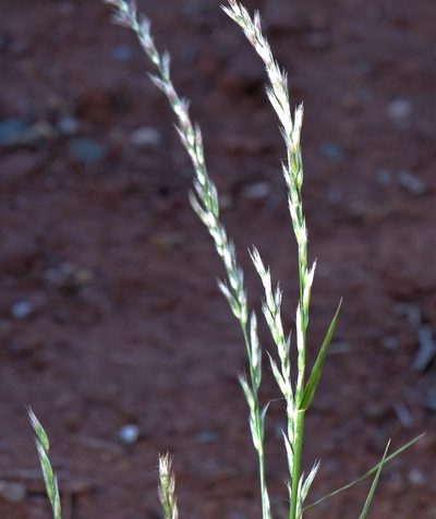 Pappophorum philippianum, photographed by Hugo Hulsberg