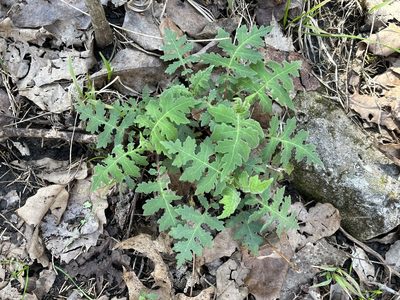 Polymnia canadensis, photographed by Brian Finzel