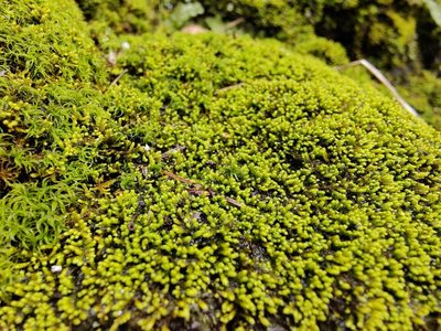 Claopodium rostratum, photographed by Gus