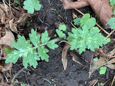 Hydrophyllum occidentale, photographed by Kate Manning
