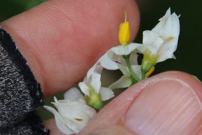 Solanum douglasii