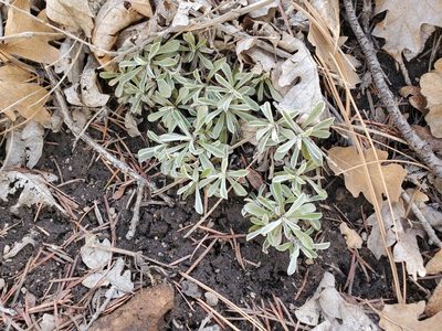 Antennaria marginata, photographed by Craig Martin