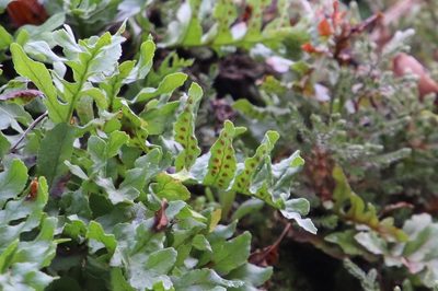 Polypodium californicum, photographed by Millie Basden