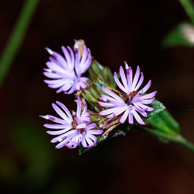 Elephantopus carolinianus, photographed by Joshua Liverman
