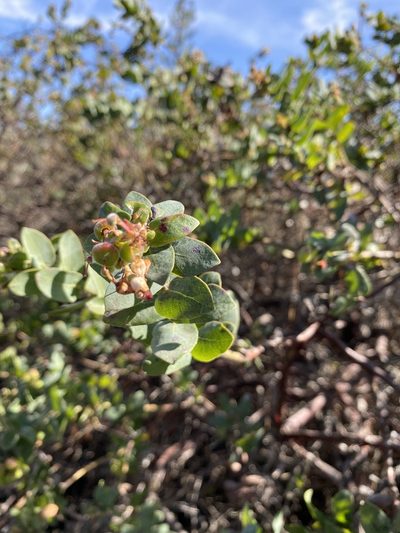 Arctostaphylos pajaroensis, photographed by caitlincornwall
