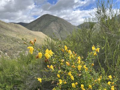 Keckiella antirrhinoides, photographed by Rachel Allingham