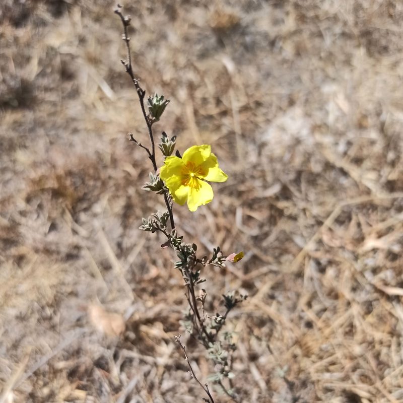 Crocanthemum glomeratum, photographed by Juan Carlos Fonseca Mata