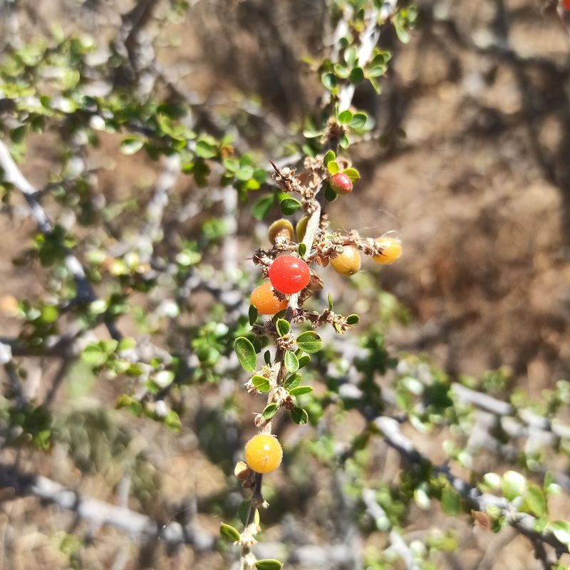 Condalia velutina, photographed by Juan Carlos Fonseca Mata