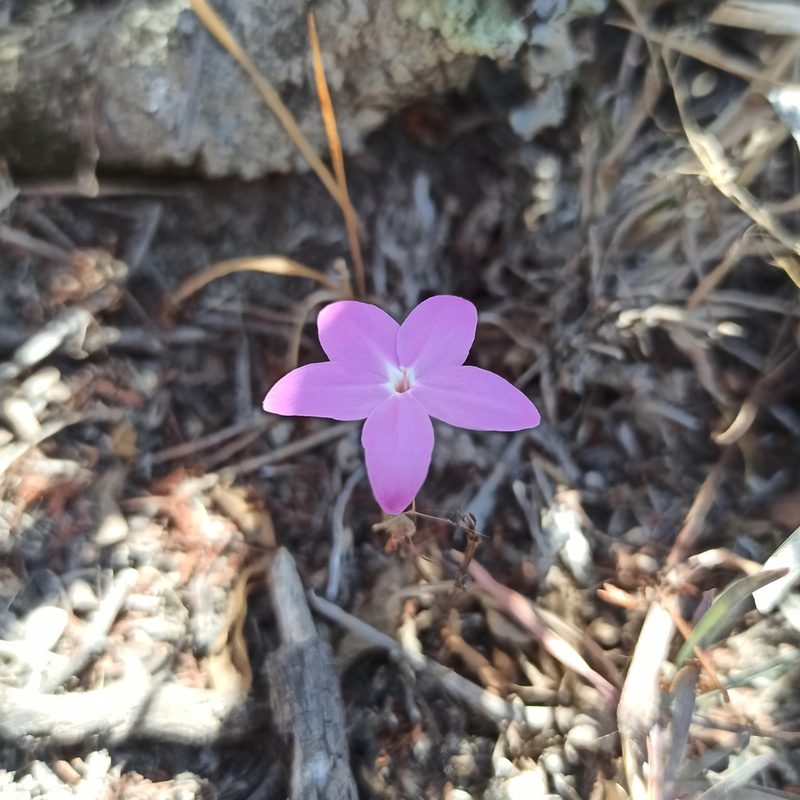 Pseuderanthemum praecox, photographed by Juan Carlos Fonseca Mata