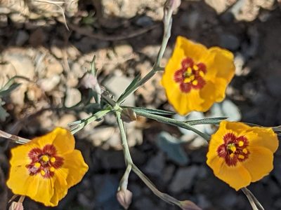Linum puberulum, photographed by James Fowler