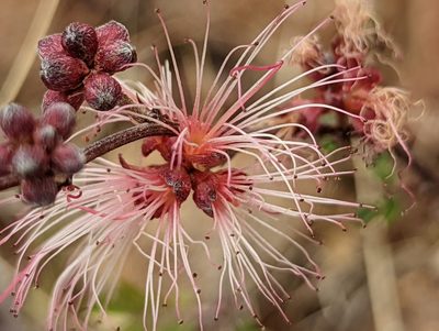 Calliandra eriophylla, photographed by James Fowler