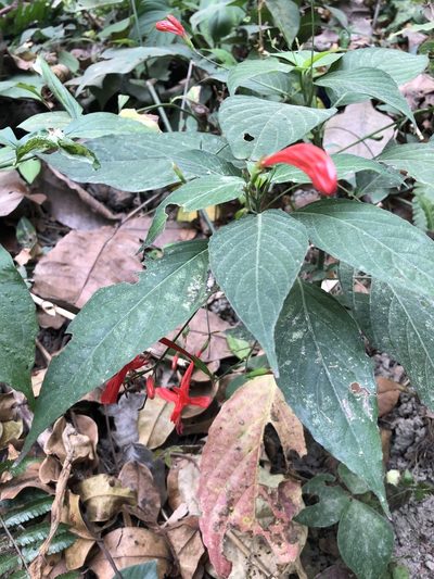 Ruellia macrophylla, photographed by Skjold Søndergaard