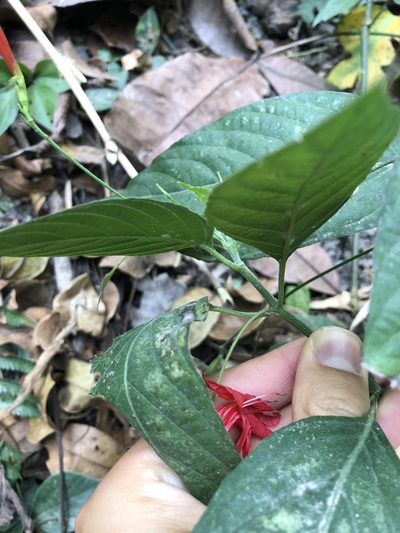 Ruellia macrophylla, photographed by Skjold Søndergaard