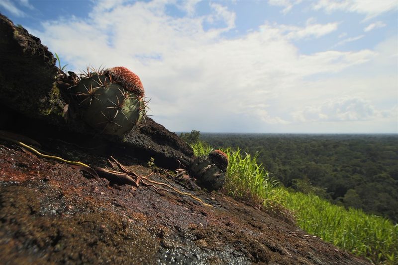 Melocactus neryi, photographed by Lennart Hudel