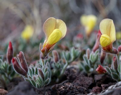 Acmispon neomexicanus, photographed by Andrew Tree