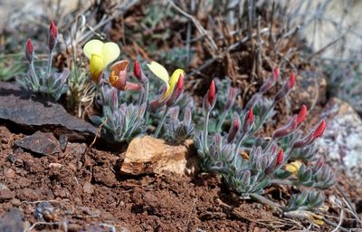 Acmispon neomexicanus, photographed by Andrew Tree