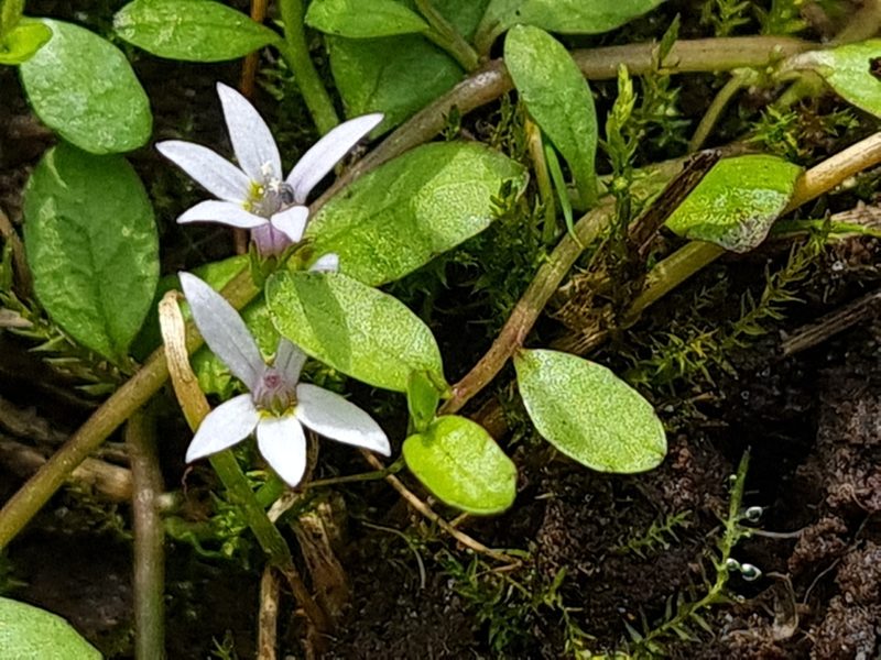 Lobelia fatiscens, photographed by gnapp