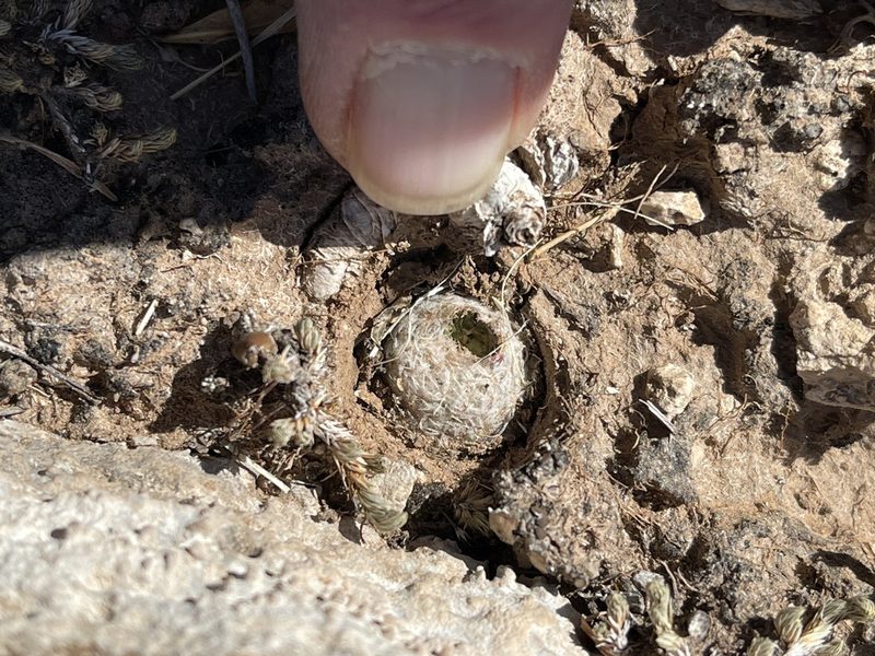 Mammillaria lasiacantha, photographed by CK2AZ