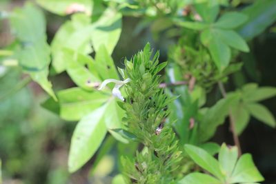 Poikilacanthus glandulosus, photographed by Romi Galeota Lencina