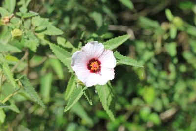 Pavonia hastata, photographed by Romi Galeota Lencina
