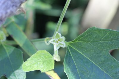 Cayaponia podantha, photographed by Romi Galeota Lencina