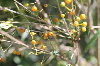 Blepharocalyx salicifolius, photographed by Romi Galeota Lencina