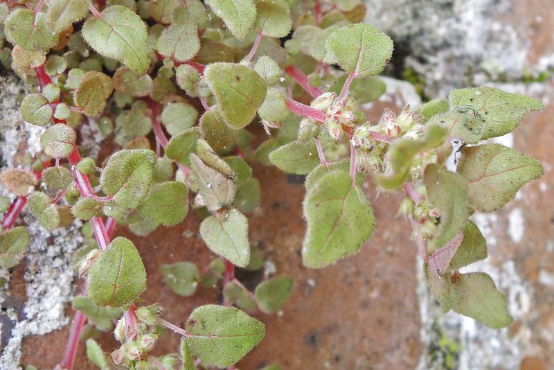 Parietaria praetermissa, photographed by Bill Keim
