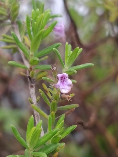 Micromeria maderensis, photographed by Vítor Jorge