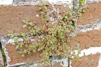 Parietaria praetermissa, photographed by Bill Keim