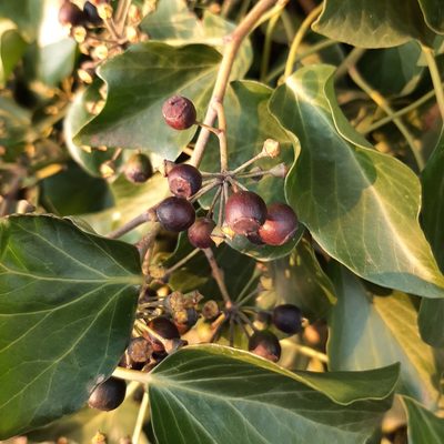 Hedera colchica, photographed by Jasper