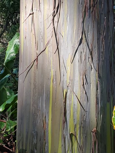 Eucalyptus deglupta, photographed by John Gaskin