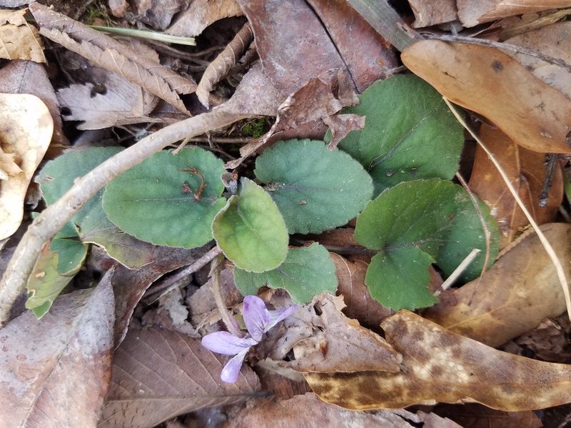 Viola villosa, photographed by Leila Dasher