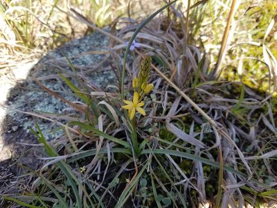 Schoenolirion croceum, photographed by Leila Dasher