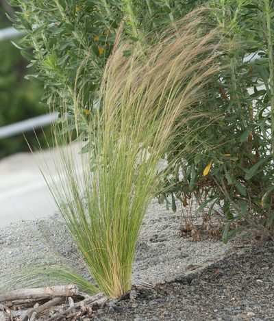 Nassella tenuissima, photographed by Jesse Rorabaugh