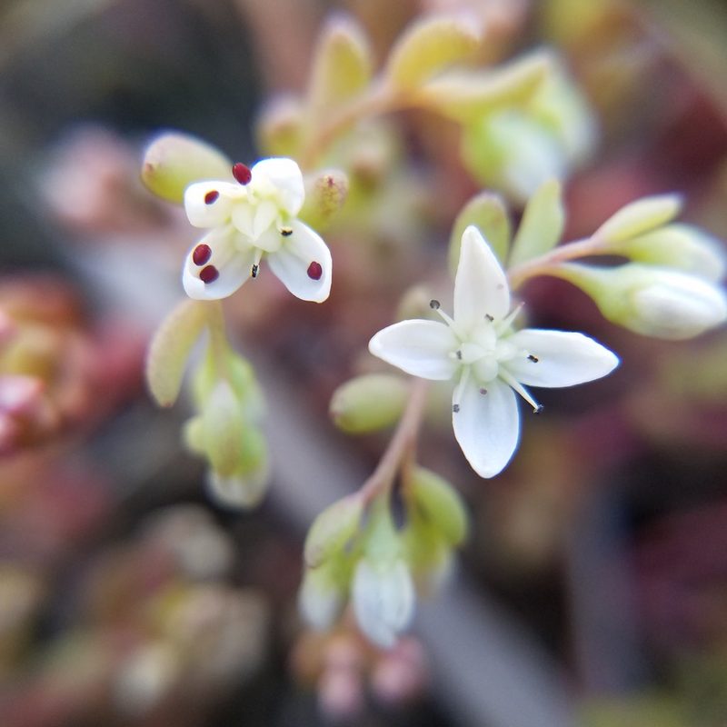 Sedum pusillum, photographed by Leila Dasher