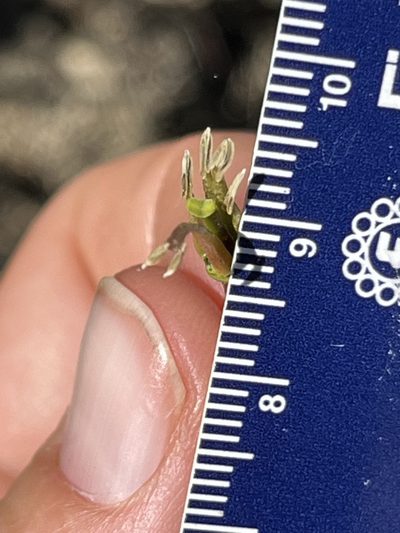 Streptanthus lemmonii, photographed by Kristen Nelson