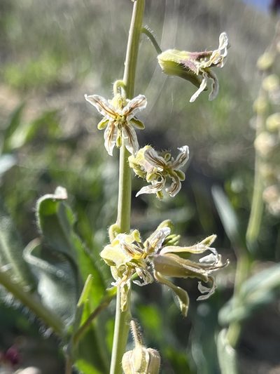 Streptanthus lemmonii, photographed by Kristen Nelson