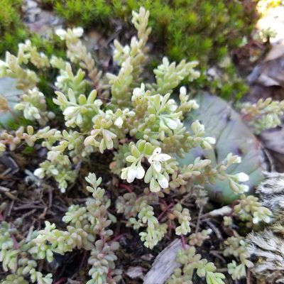 Sedum pusillum, photographed by Leila Dasher