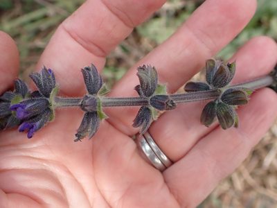 Salvia verbenaca, photographed by Lisa Bennett