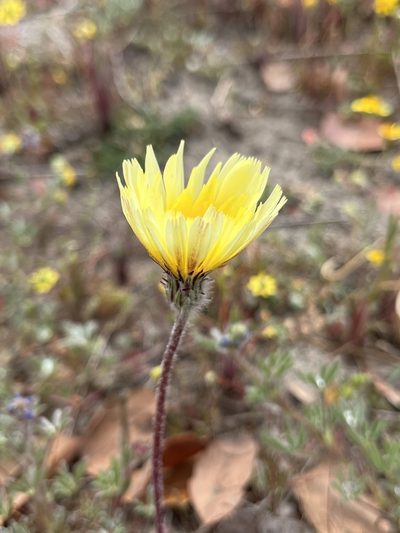 Malacothrix californica, photographed by Kristen Nelson