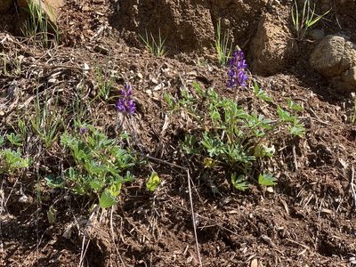Lupinus succulentus, photographed by Heather